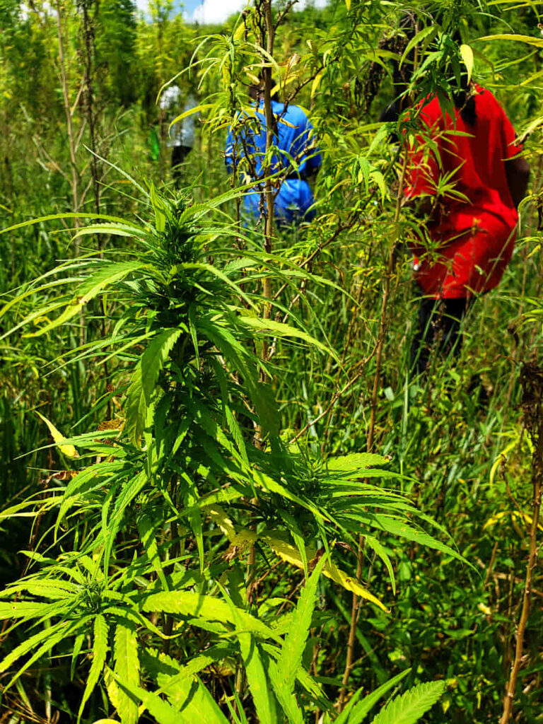 Nine Mile, Jamaica