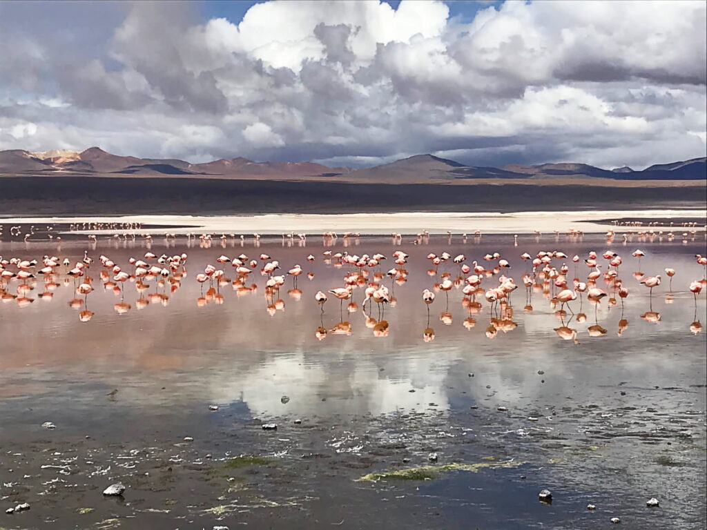Flamingos - Sara Roccisano