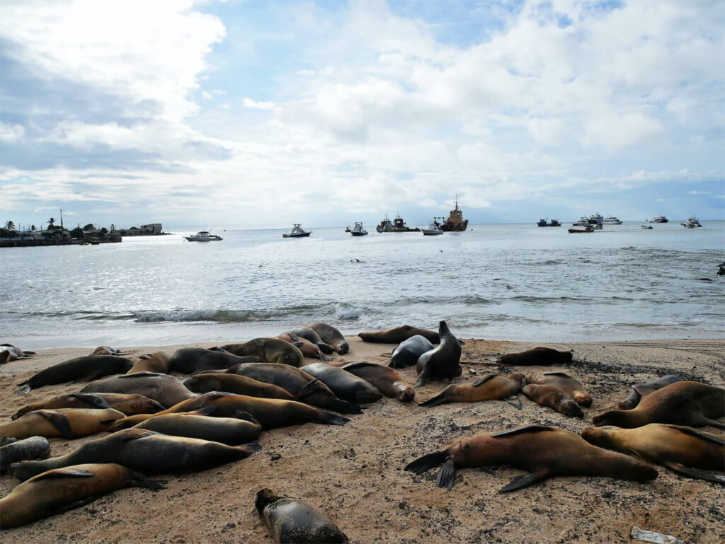 Galapagos Sea Lions - Carrie Cochran