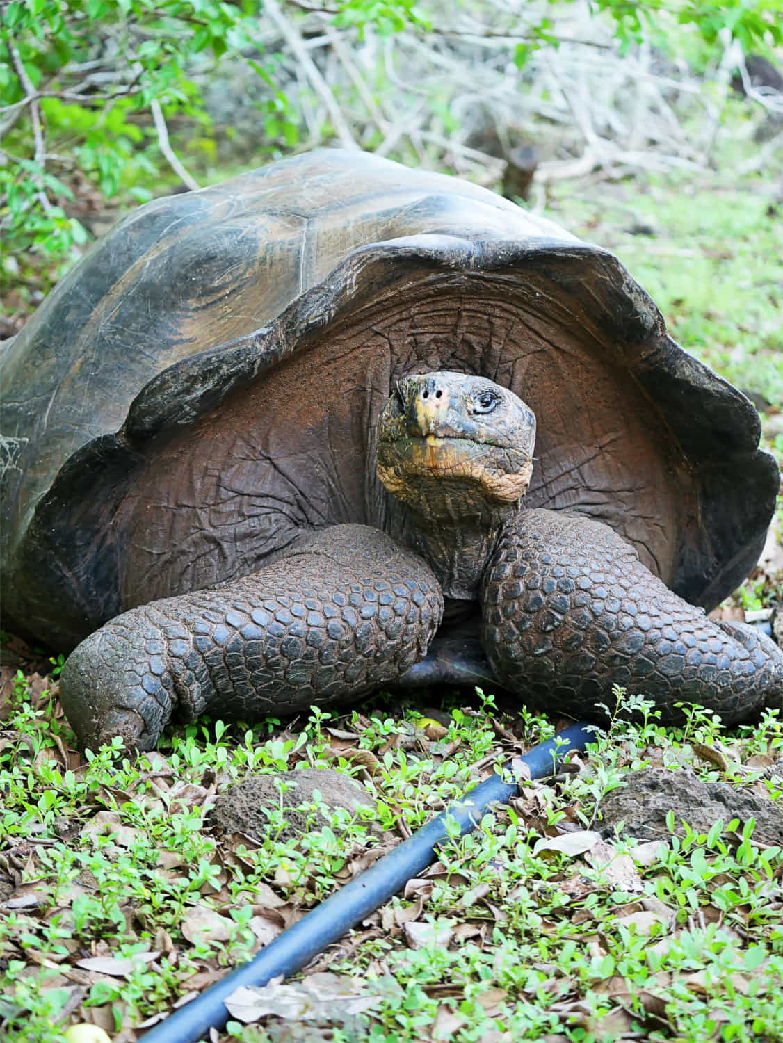 Galapagos Giant Tortoise - Carrie Cochran
