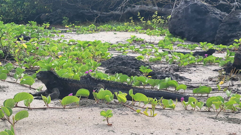 Galápagos’ Marine Iguana - Carrie Cochran