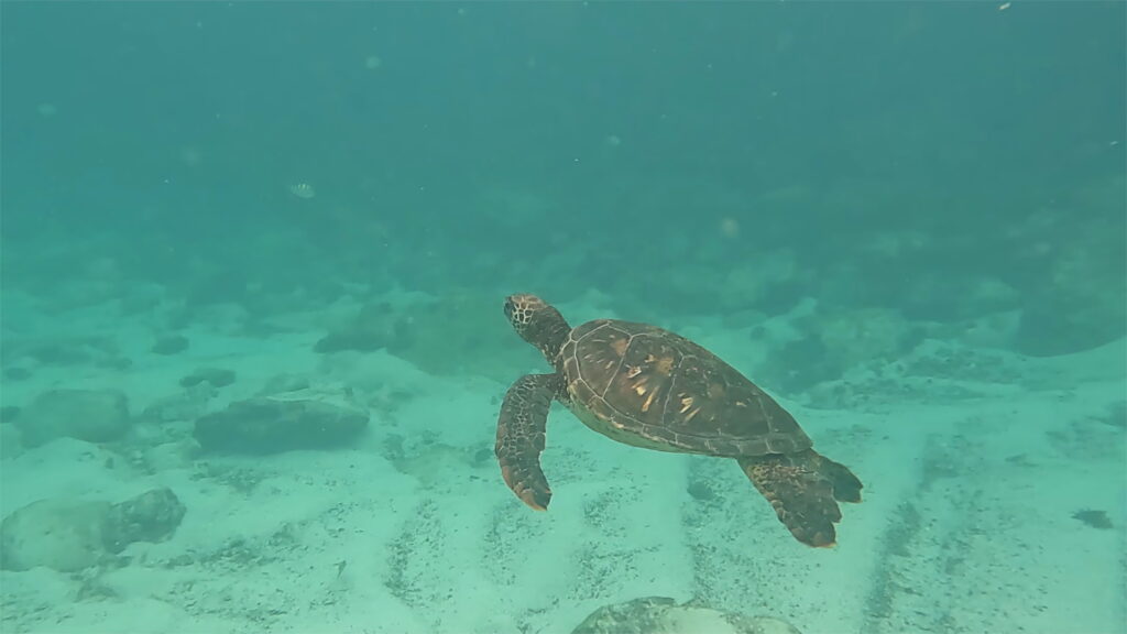 San Cristobal Sea Turtle - Carrie Cochran