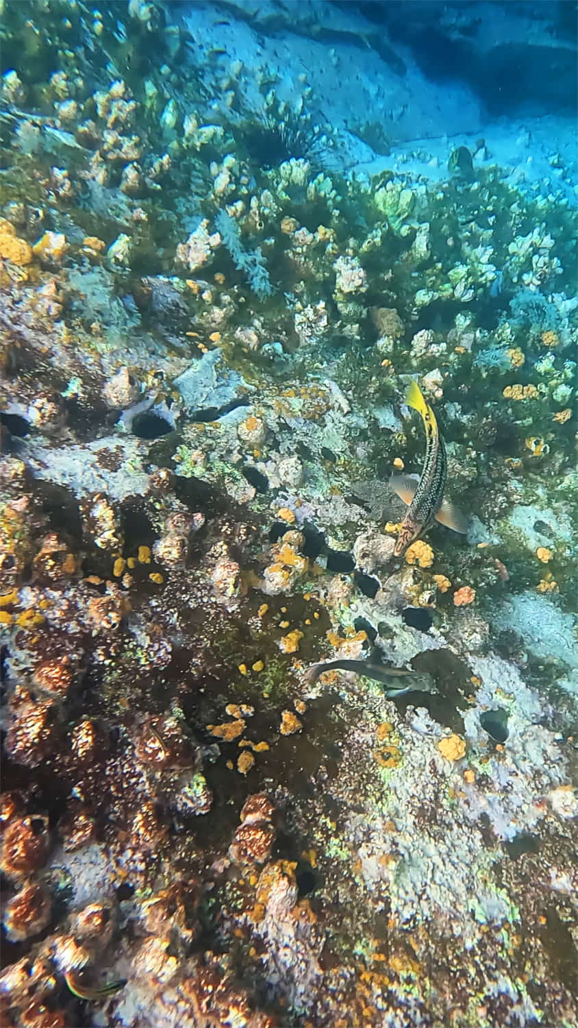 Galapagos Tropical Fish - Carrie Cochran