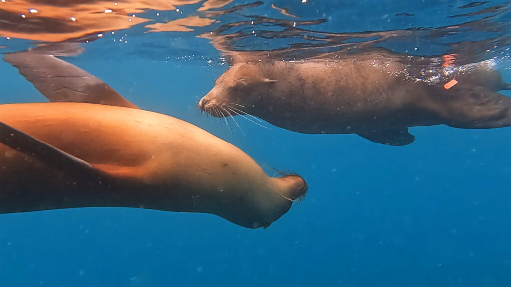 Galapagos Sea Lions Swimming - Carrie Cochran
